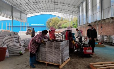 平南县:一站式机械化服务,夯实粮食生产基础